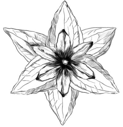 Farbblume gratis Download