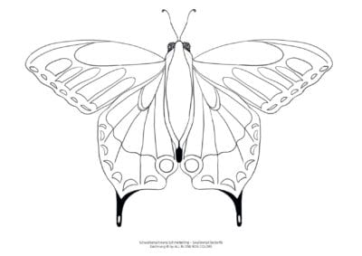 Schmetterling gratis Download