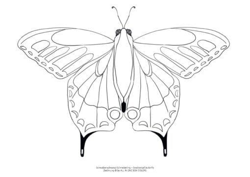 Schmetterling gratis Download